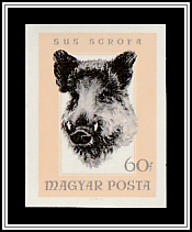 Wild Boar (Sus scrofa)