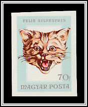 Wildcat (Felis silvestris)