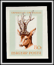 Western Roe Deer (Capreolus capreolus)