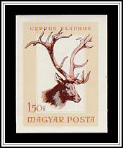 Red Deer (Cervus elaphus)