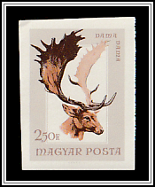 Common Fallow Deer (Dama dama)