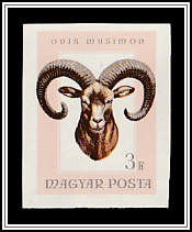 Mouflon (Ovis orientalis orientalis)