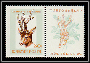 Western Roe Deer (Capreolus capreolus)