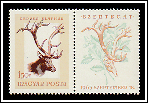 Red Deer (Cervus elaphus)