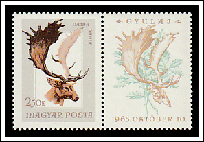 Common Fallow Deer (Dama dama)