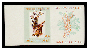 Western Roe Deer (Capreolus capreolus)