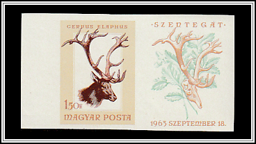 Red Deer (Cervus elaphus)