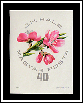 J. H. Hale Peach Blossom