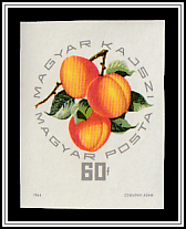Magyar Kajszi Apricot