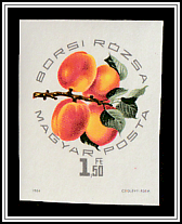 Borsi Rózsa Apricot