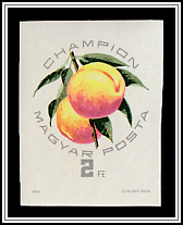 Champion Apricot