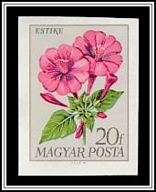 Four O'clock Flower (Mirabilis jalapa)