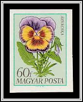 Pansy (Viola x wittrockiana)