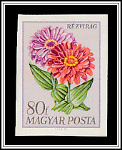 Zinnia (Zinnia elegans)