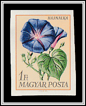 Morning Glory (Ipomoea nil)