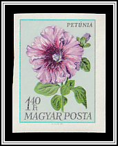 Petunia (Petunia hybrida)