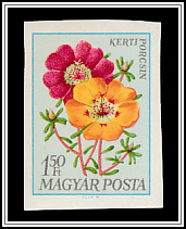 Mexican Rose (Portulaca grandiflora)