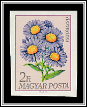Michaelmas Daisies (Aster sp.)