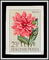 Dahlia (Dahlia hybrida)